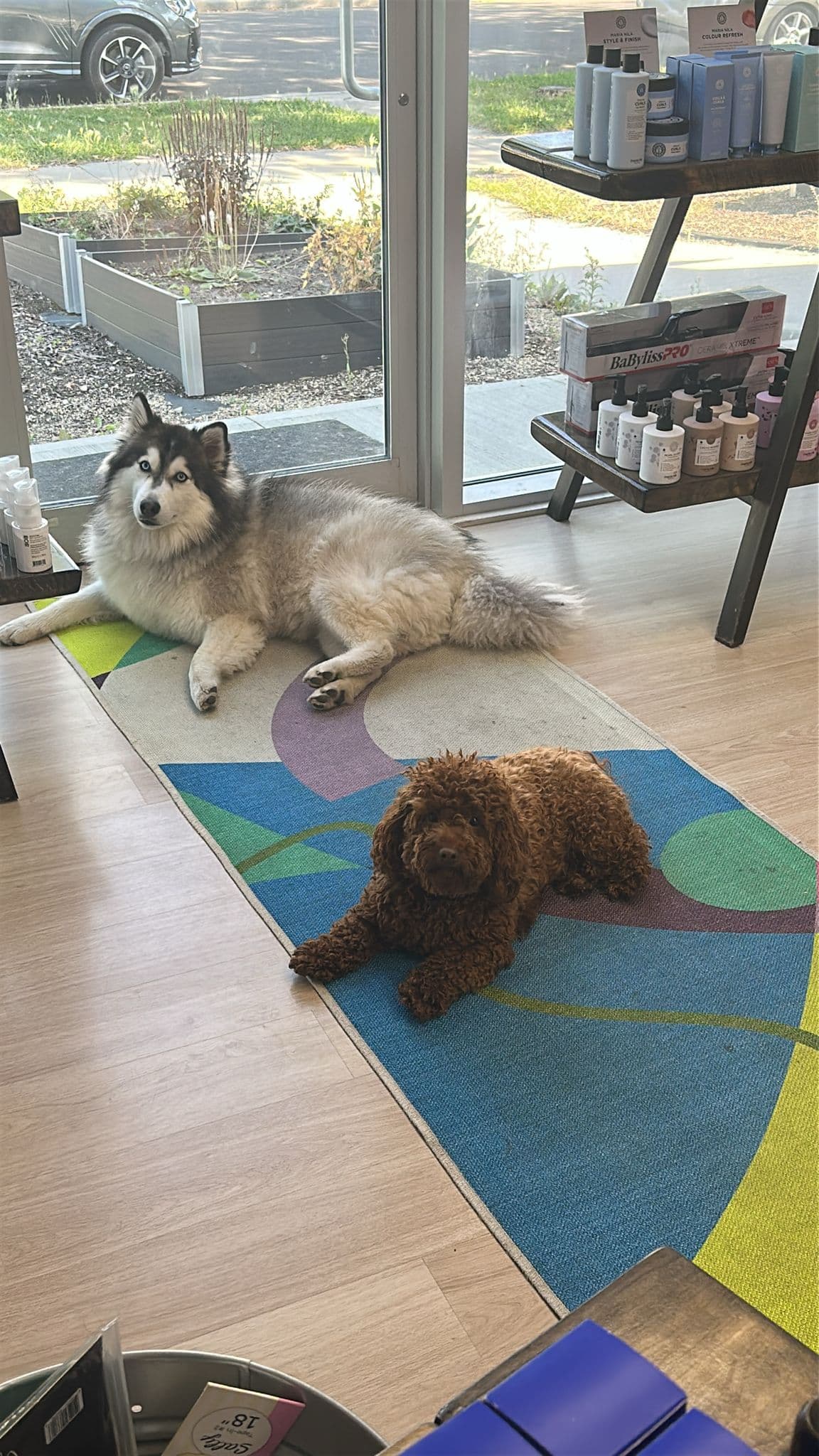 Pet Friendly Salon Dogs Dollhouse Hair